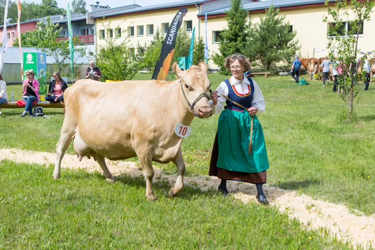 SAAREMAALT osaleb maatõugu veiste uuringus Liia Sooäär.