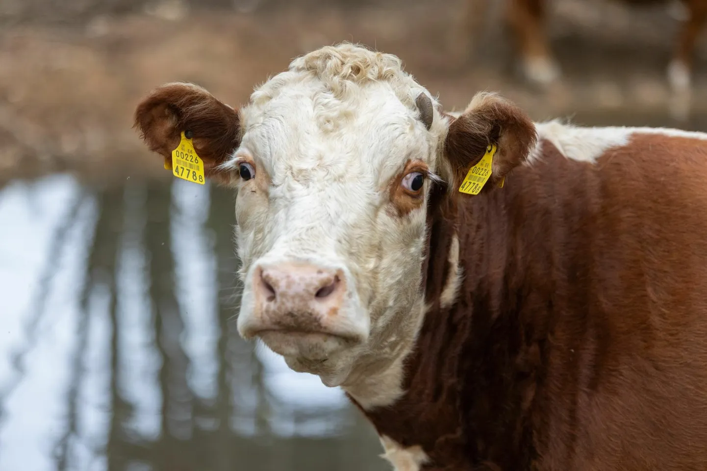 Kuigi Eestis on head võimalused lihaveiste kasvatamiseks ja ka praegu on kokkuostuhinnad head, on veiselihatootmine aasta-aastalt Eestis vähenenud. Pildil lihaveised Kõpu lähedal Naistevallas karjamaal.