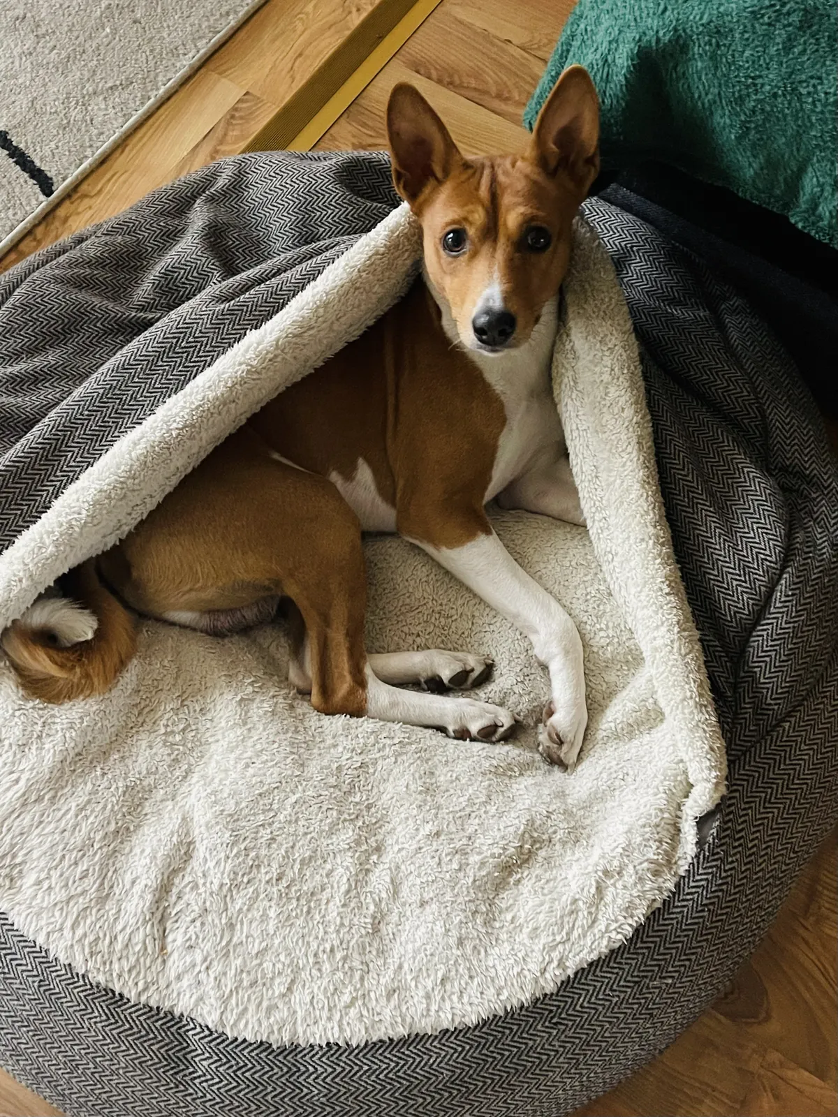 Carlos