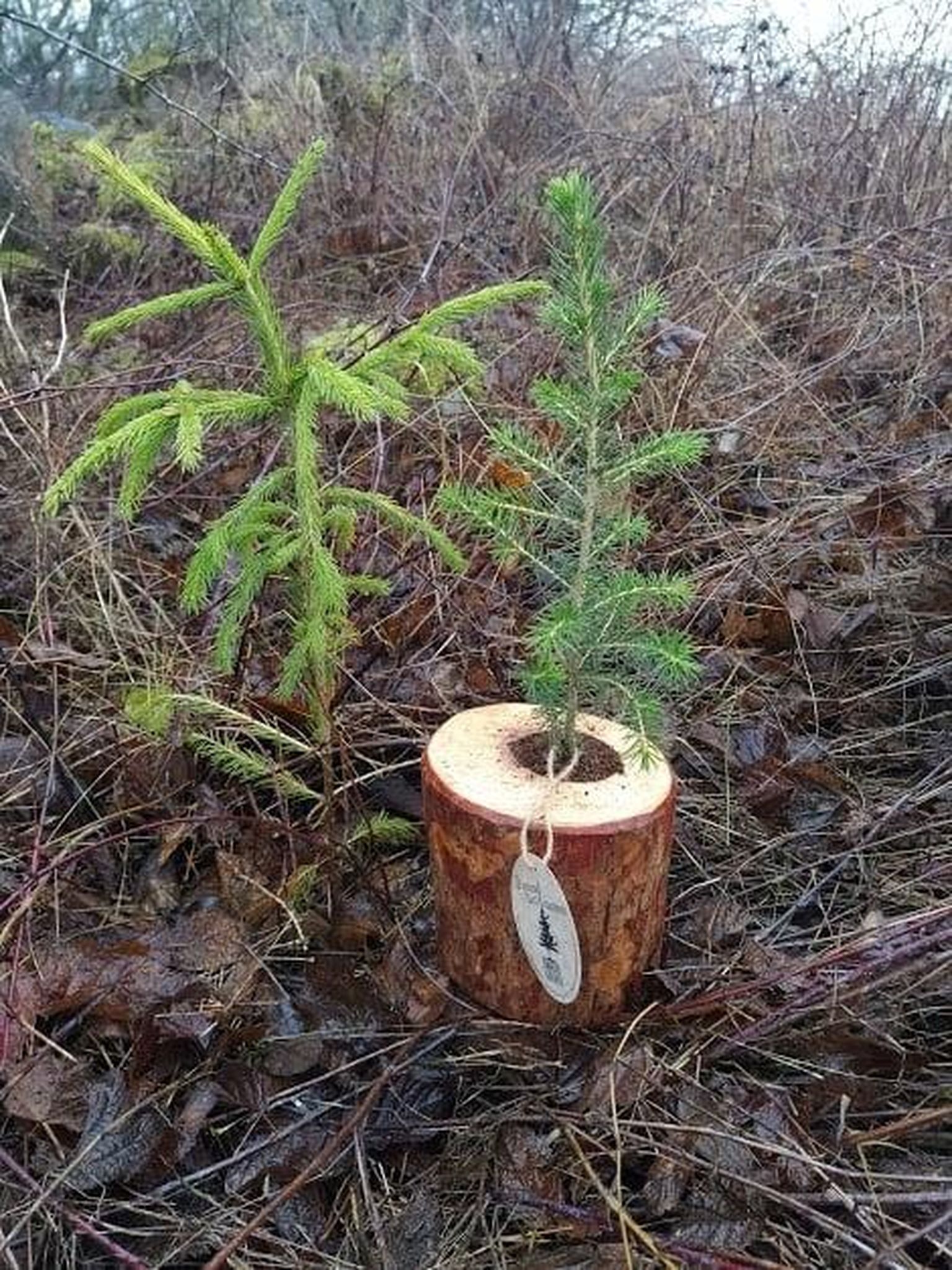 West Christmas Tree istutas kevadel Läänemaal maha paarsada kuuske, mis olid renditud ja pärast jõule tagastatud. Ühe sellise kuuse kõrval potis seisab sel aastal pakutav rendikuusk.