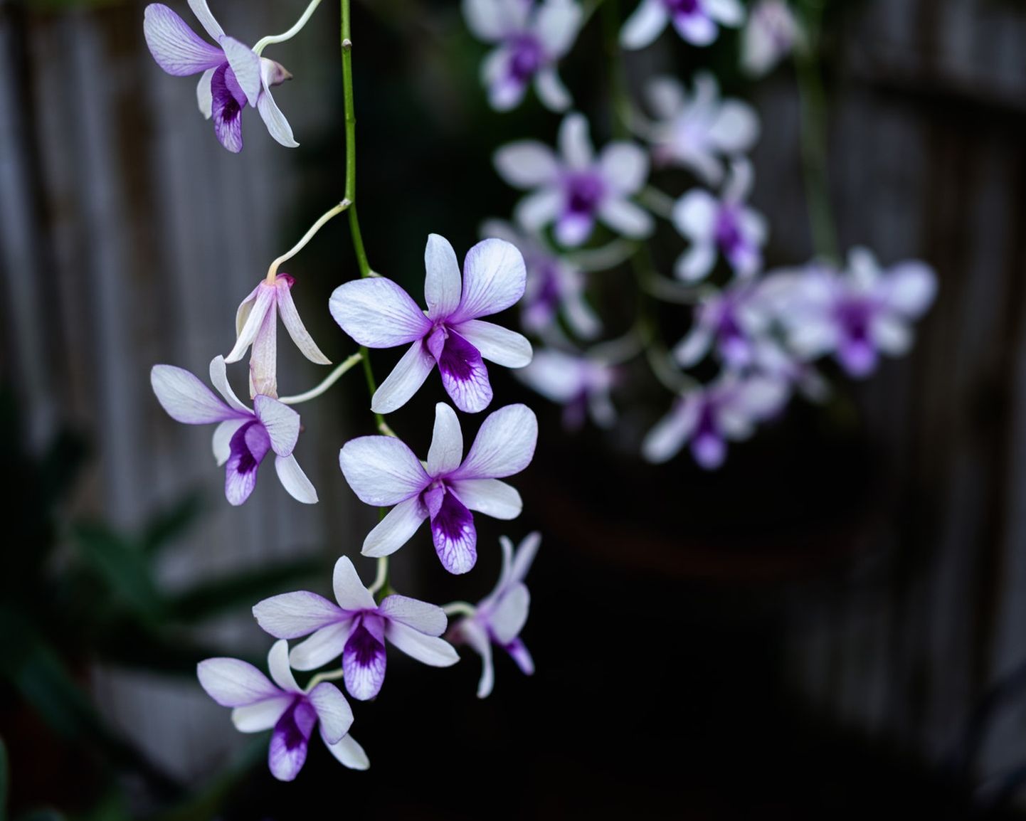 Mõni orhidee õitseb pikalt ja peaaegu pidevalt, teised üks kord aastas või veelgi harvemini.
