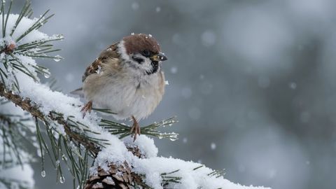 Sestdien Latvijā debesis skaidrosies