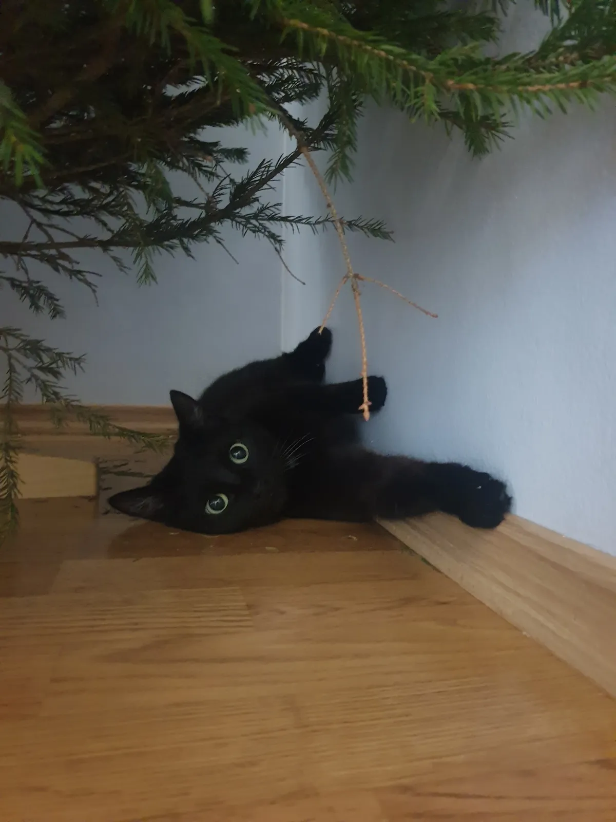 Nurri
