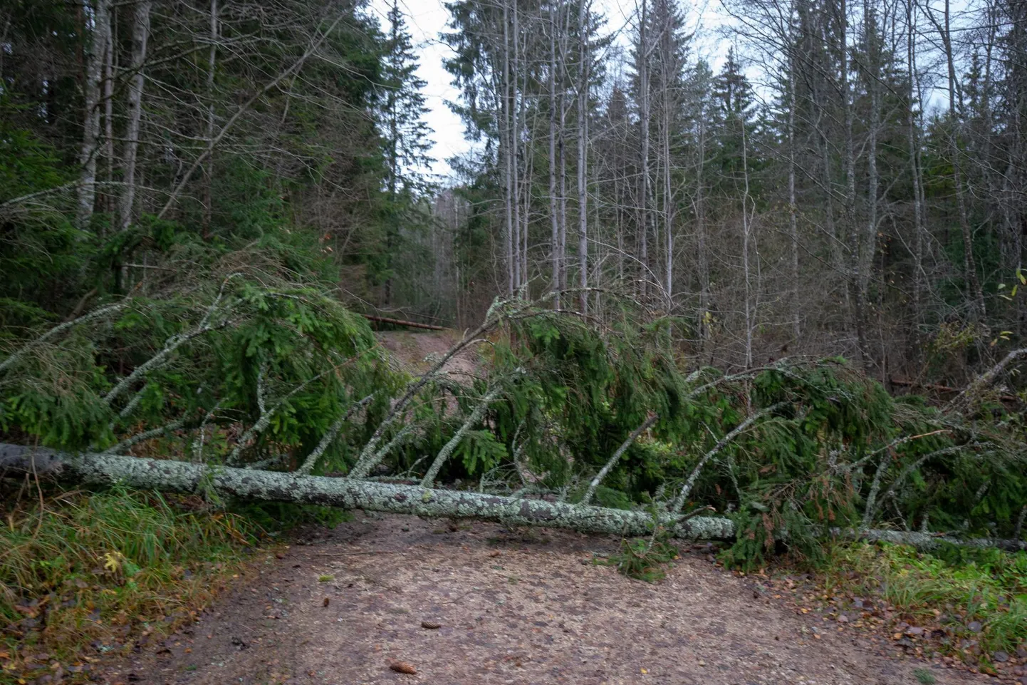 Teele murdunud puu. Foto on illustreeriv.