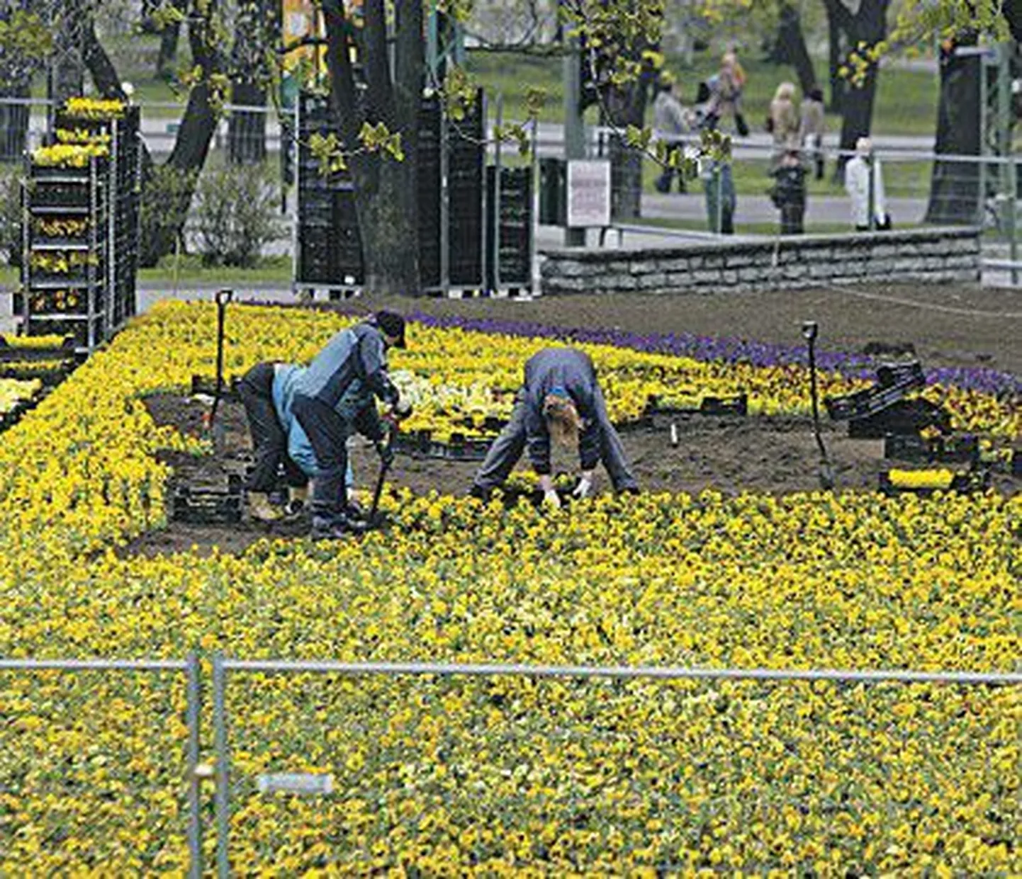 После переноса Бронзового солдата на Военное кладбище в 2007 году его место на Тынисмяги засадили цветами.