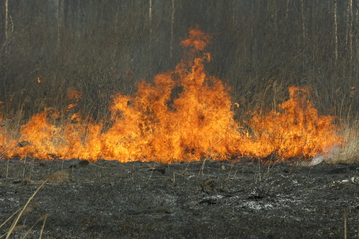 Лесной пожар. Фото иллюстративное.