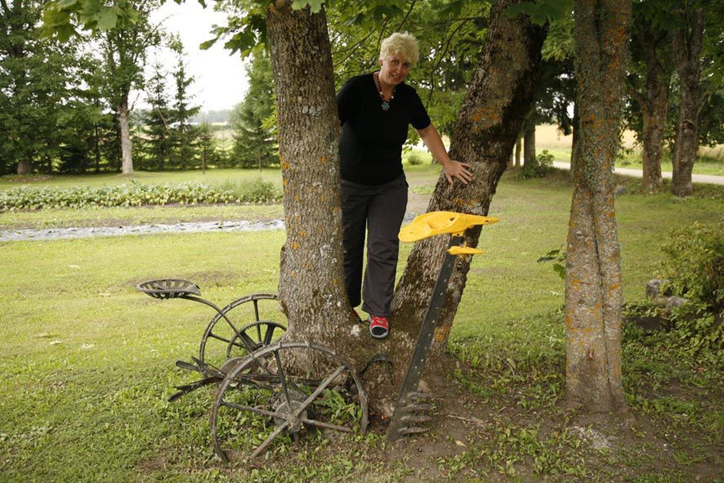 2.  Eelmisest perest on Valjo ja Kaja Jürgensohni (pildil) Tammekännu talu õuele jäänud omapärane monument kokkukasvanud saarepuust ja vanast niidukist.