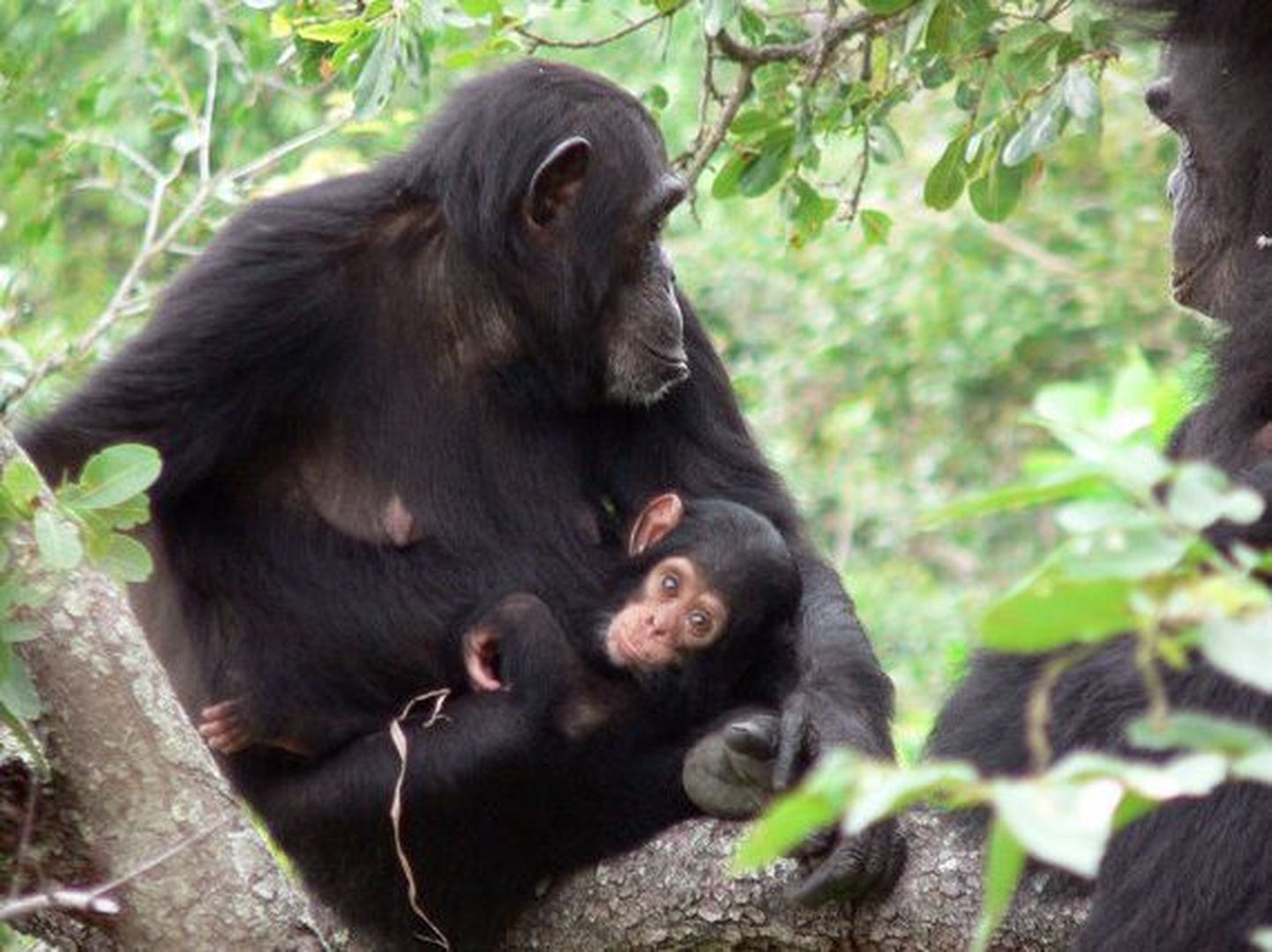 Tansaanias Gombe rahvuspargis elavad šimpansid
