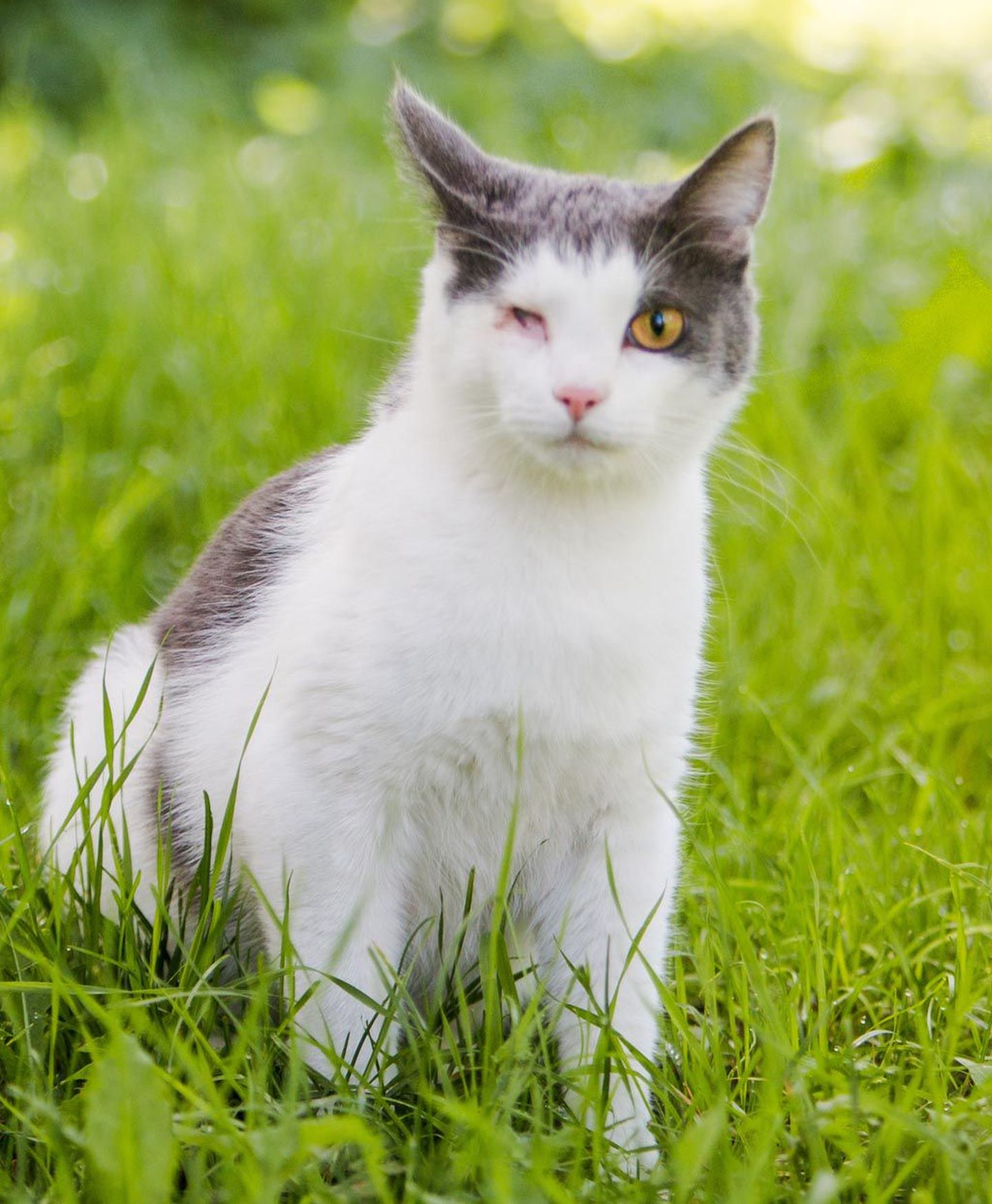 Imepisikesest Koshast on kasvanud terve ja elavaloomuline kass, kes on terve maailmaga sõber.