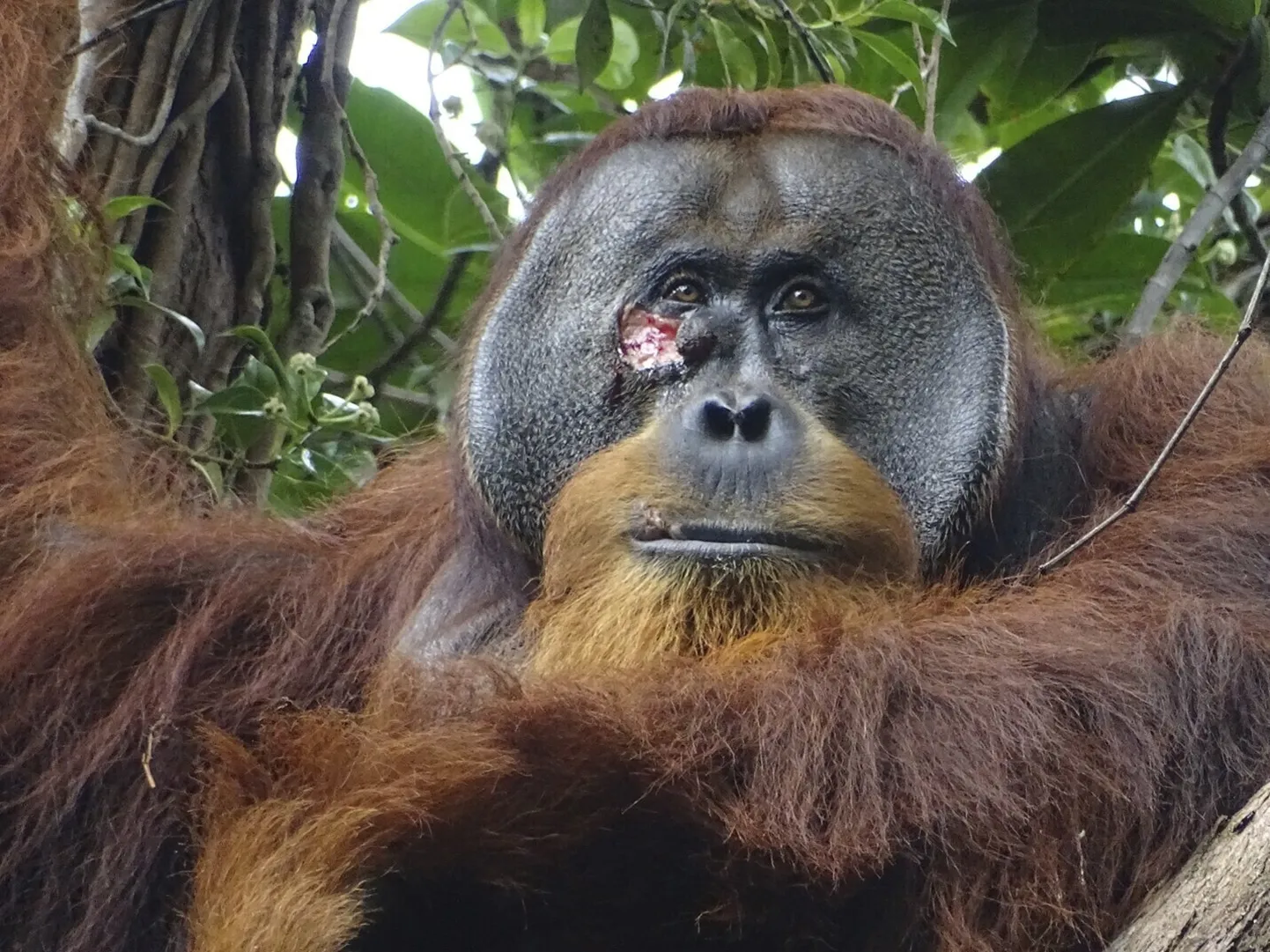Indoneesia Gunung Leuseri rahvuspargis elav orangutan Rakus naohaavaga, mis tänu kasutatud ravimtaimedele paranes täielikult ja arme jätmata.