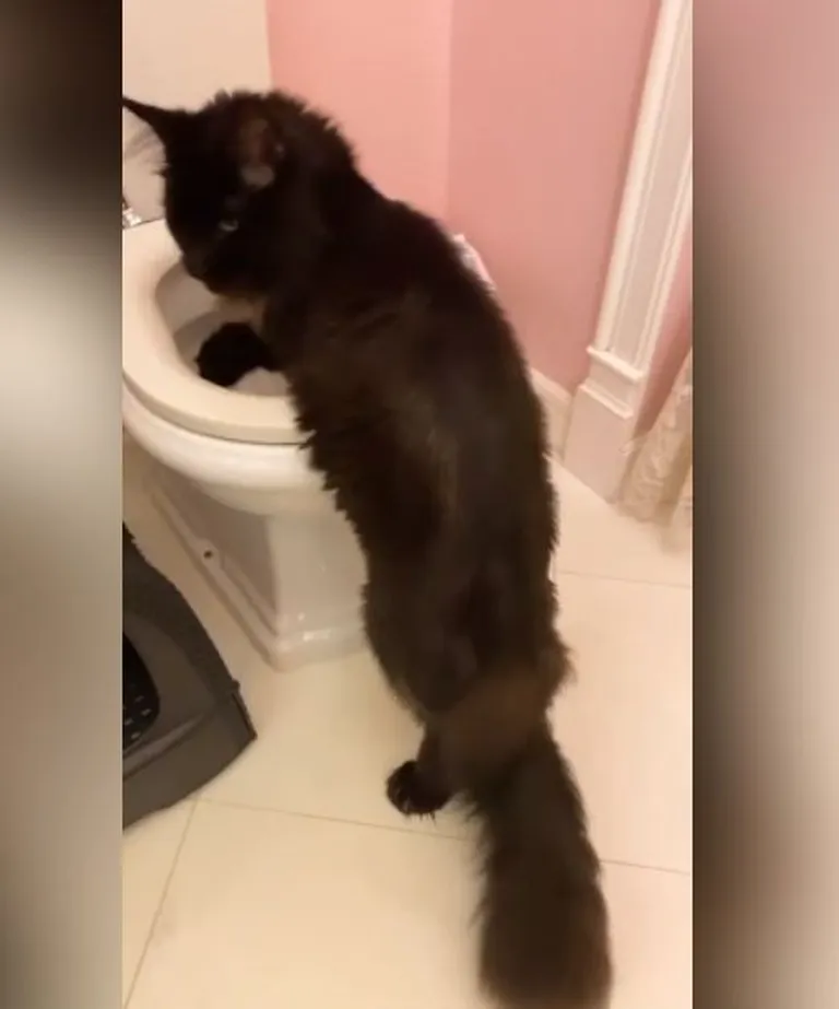 Кошка Алены Водонаевой