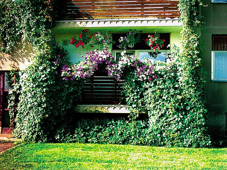 Украшенный зеленью и цветами балкон придает дому своеобразный вид и притягивает к себе взгляды окружающих.