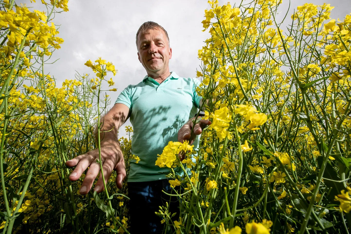 Järvamaal toimetava ASi Peetri Põld ja Piim juhi Priit Süüdeni sõnul tuli osa talirapsi põldudest üle külvata, kuid needki on nüüdseks kenasti haljendamas. Ent praegune kuumaperiood teeb siiski ärevaks.
