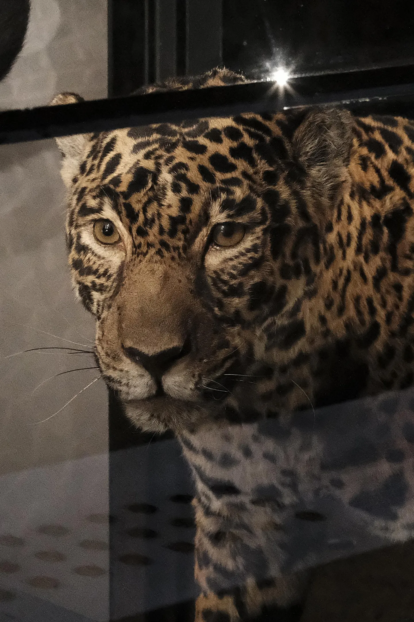 Tomoko Kawai fototeos seeriast «Becoming Animals» (2020-2021).