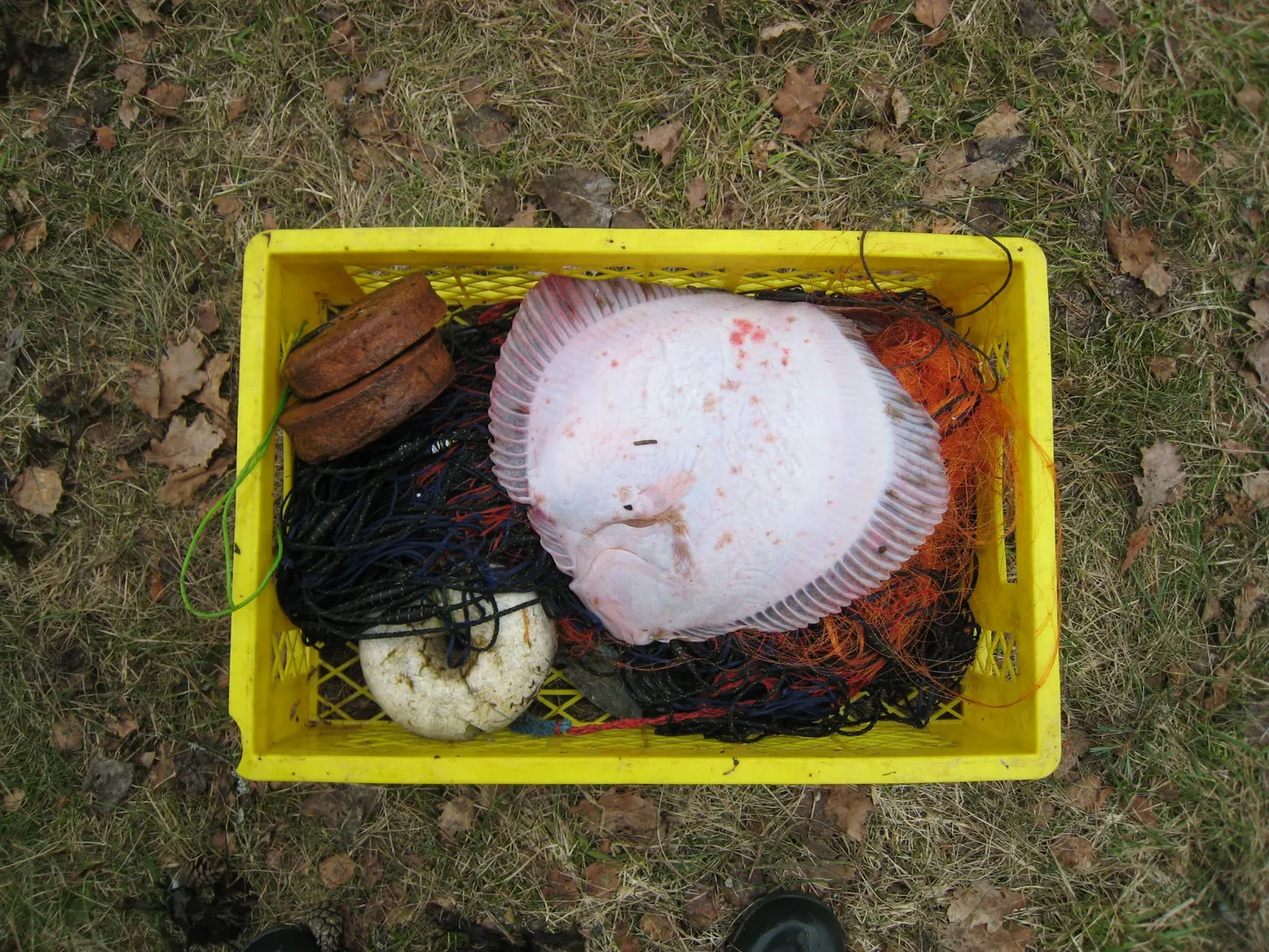 Purakas kammeljas