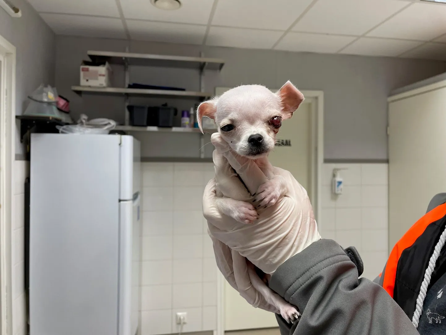 Loomad on saanud praeguseks toibuda ning veterinaararstid on alustanud nende tervise ülevaatusega.