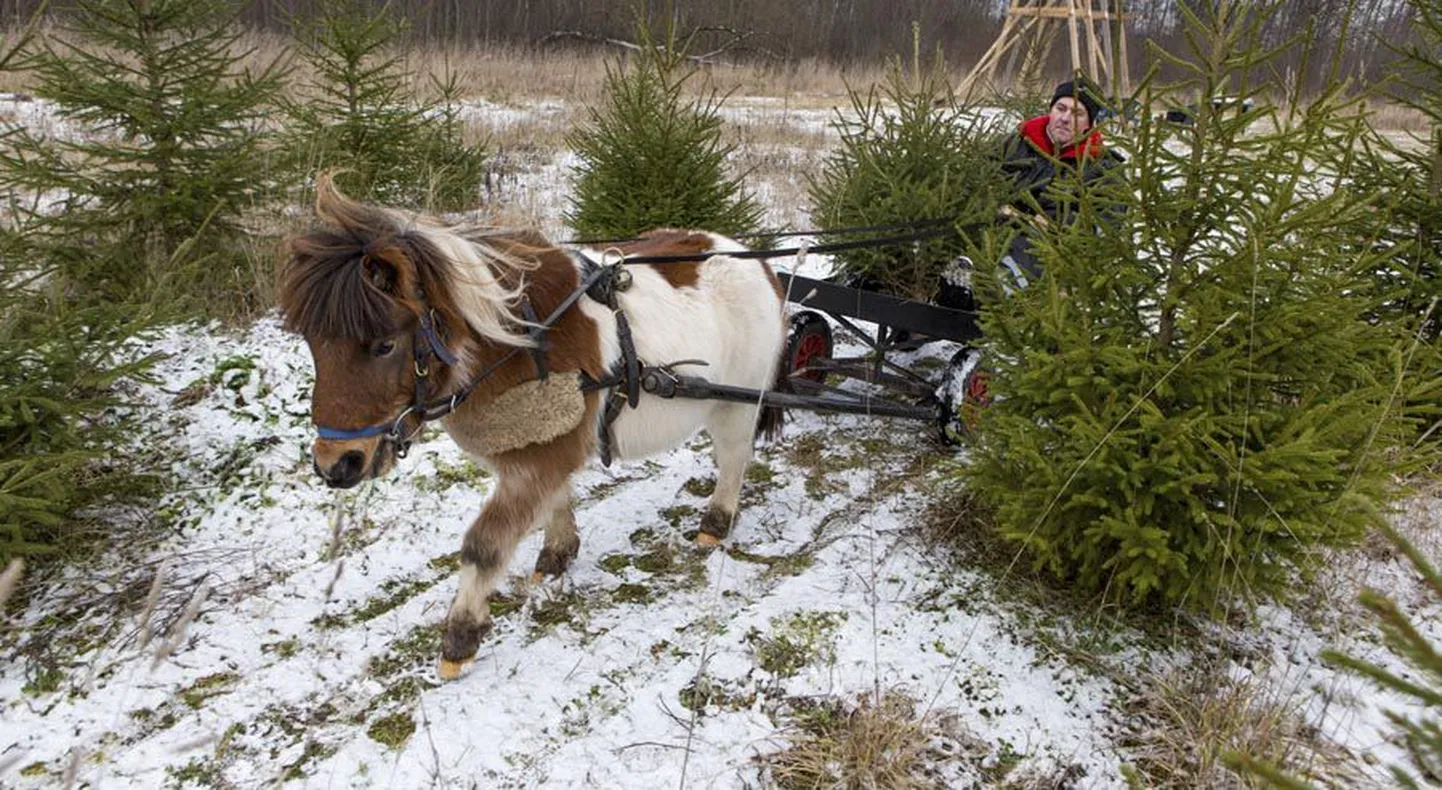 Väikesed karvased šetlandi ponid, nagu pildil olev Lukas, näevad väga nunnud välja. Samas on nad tugevad tööloomad. Kirivere külas ponisid pidav Tarmo Tähemaa käis jõulude eel oma Lukasega kuuse järel.
