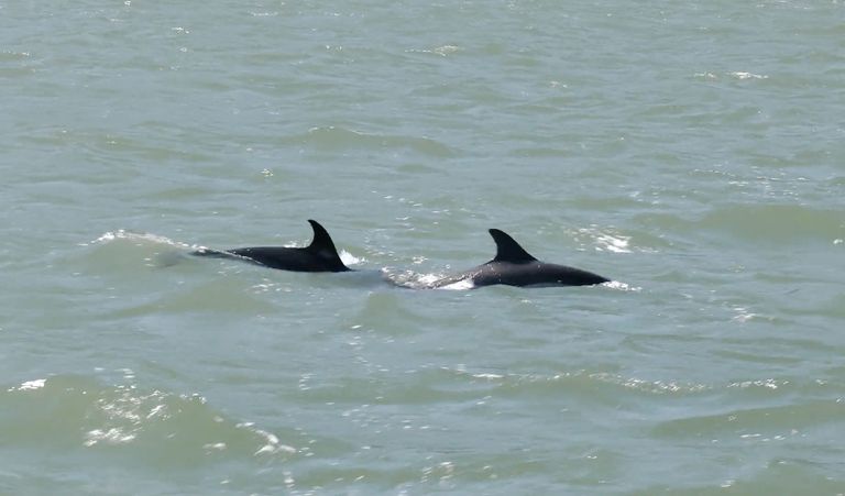 3. juulil tehtud fotolt on näha Tejo jões jahti pidavat delfiinipaari