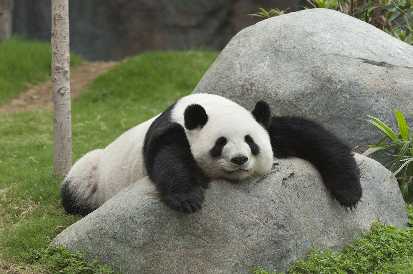 Pikutav panda