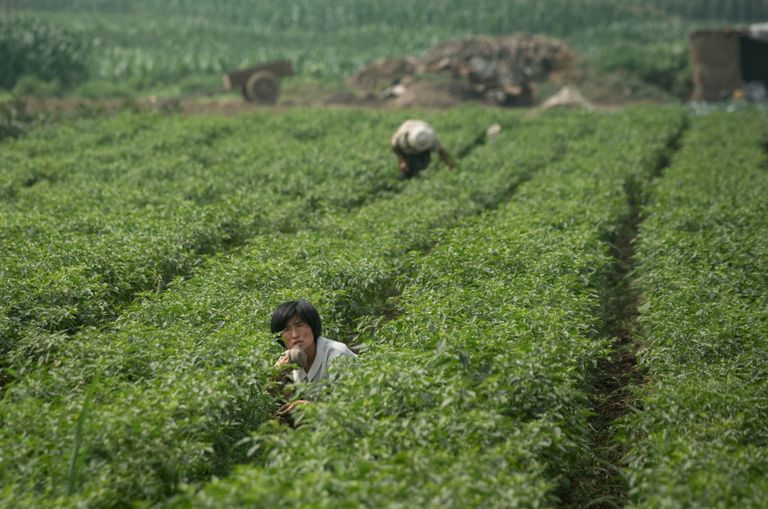 Põhja-Korea töölised. Foto: ED Jones/AFP/Scanpix