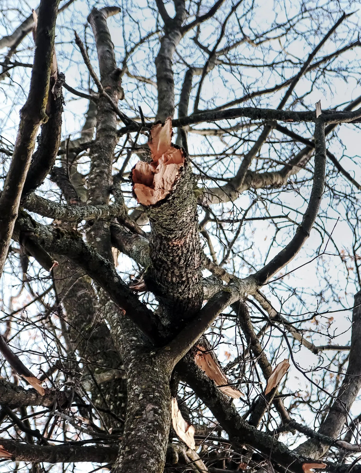 Murdunud oksad. Foto on illustreeriv.