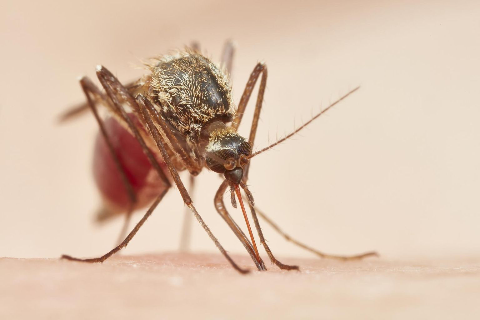 Metsasääsk Aedes intrudens Urmas Tarteselt verd imemas: esimesed verelonksud, mis sääse kõhtu jõuavad, äratavad üles ka inimese talvel suikunud immuunsüsteemi.
