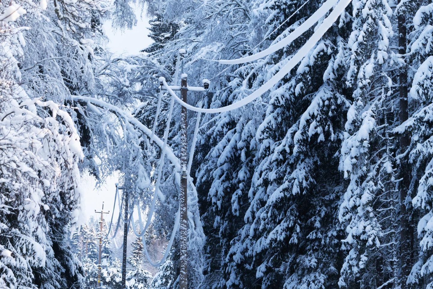 Lumi on katnud paljud elektrikaablid ja painutanud puud nende kohale.