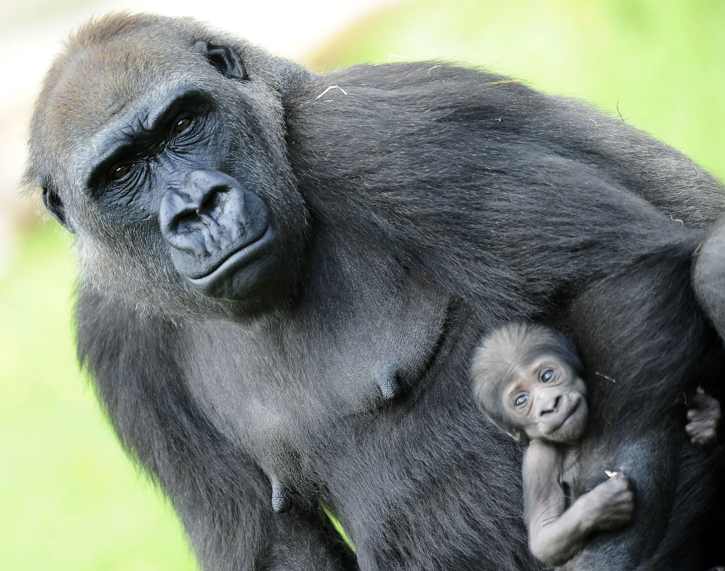 Gorilla
