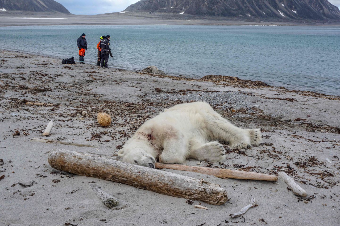 Teravmägedes surnuks tulistatud jääkaru