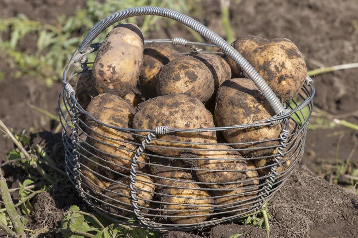 Traditsiooniliselt teiseks leivaks kutsutavat kartulit on Eestis kasvatatud ja söödud mitme sajandi jooksul, aga viimastel aastakümnetel on selle roll eestlaste toidulaual tublisti vähenenud, sest üha enam süüakse makarontooteid ja riisi.