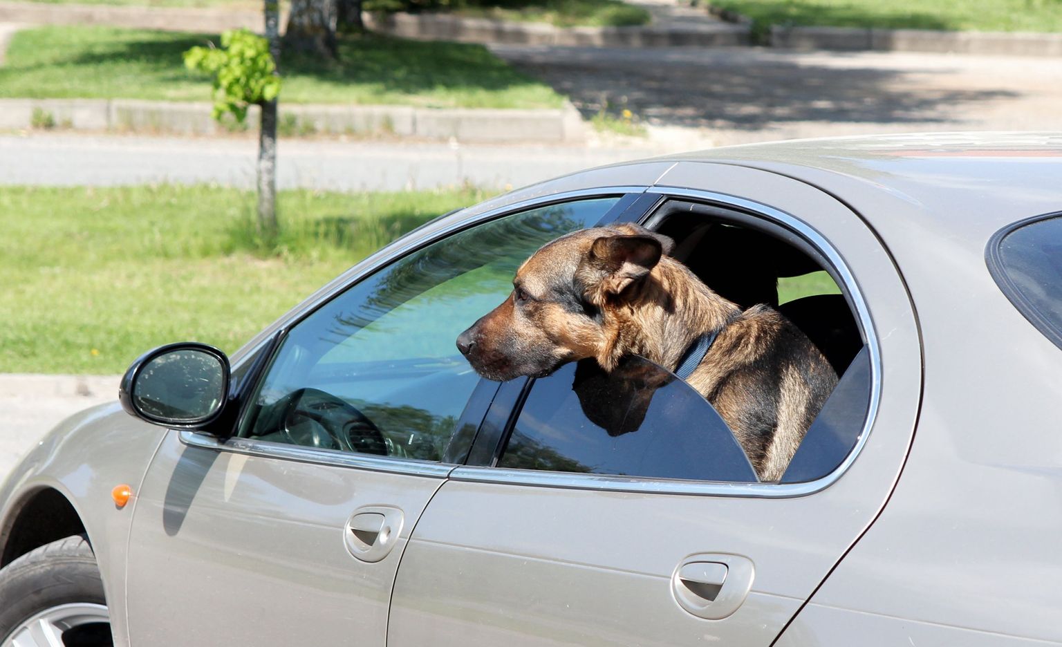 Собака в машине. Иллюстративное фото.