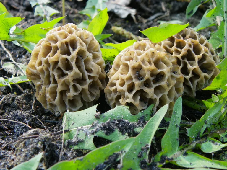 Настоящий сморчок (Morchella esculenta). Шляпка округло-шаровидная, грубоячеистая, неровная. Край шляпки срастается с ножкой. В отличие от строчка, шляпка более светлая. Растет в лиственных лесах и садах. Надо быть очень внимательным, чтобы не спутать с ядовитым строчком.