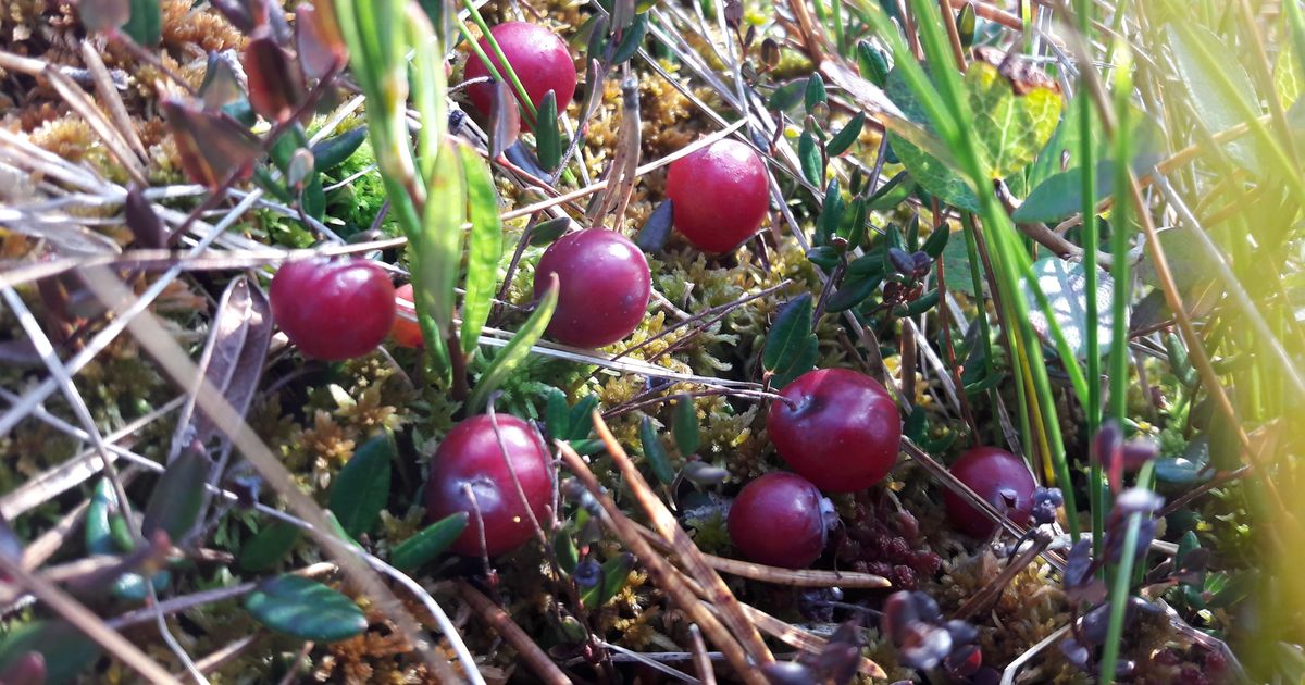 Jõhvikal rabas eksinud mees leiti kopteri abil üles