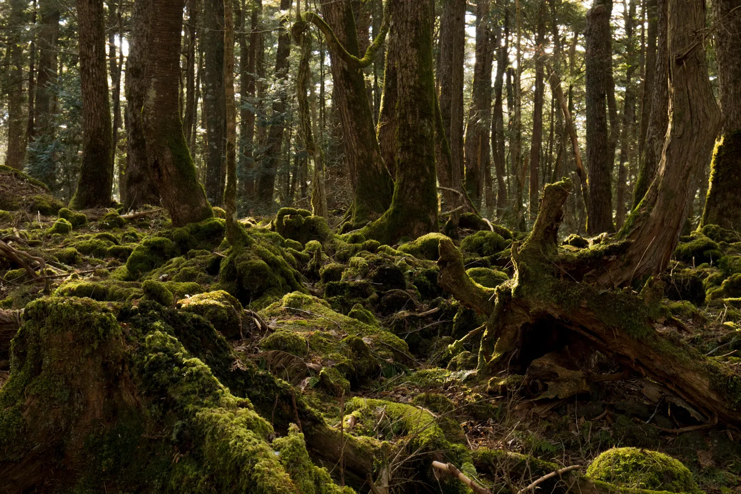 Aokigahara mets