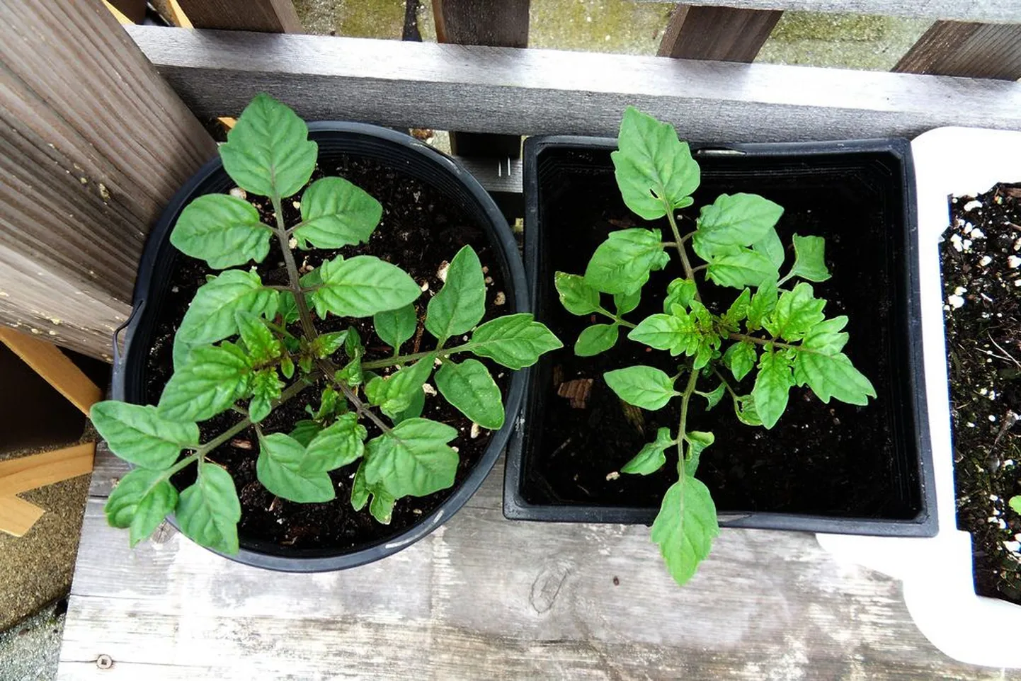 Tomatitaimed.