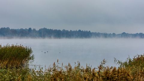 Armastatud supluskohas õitseb sinivetikas