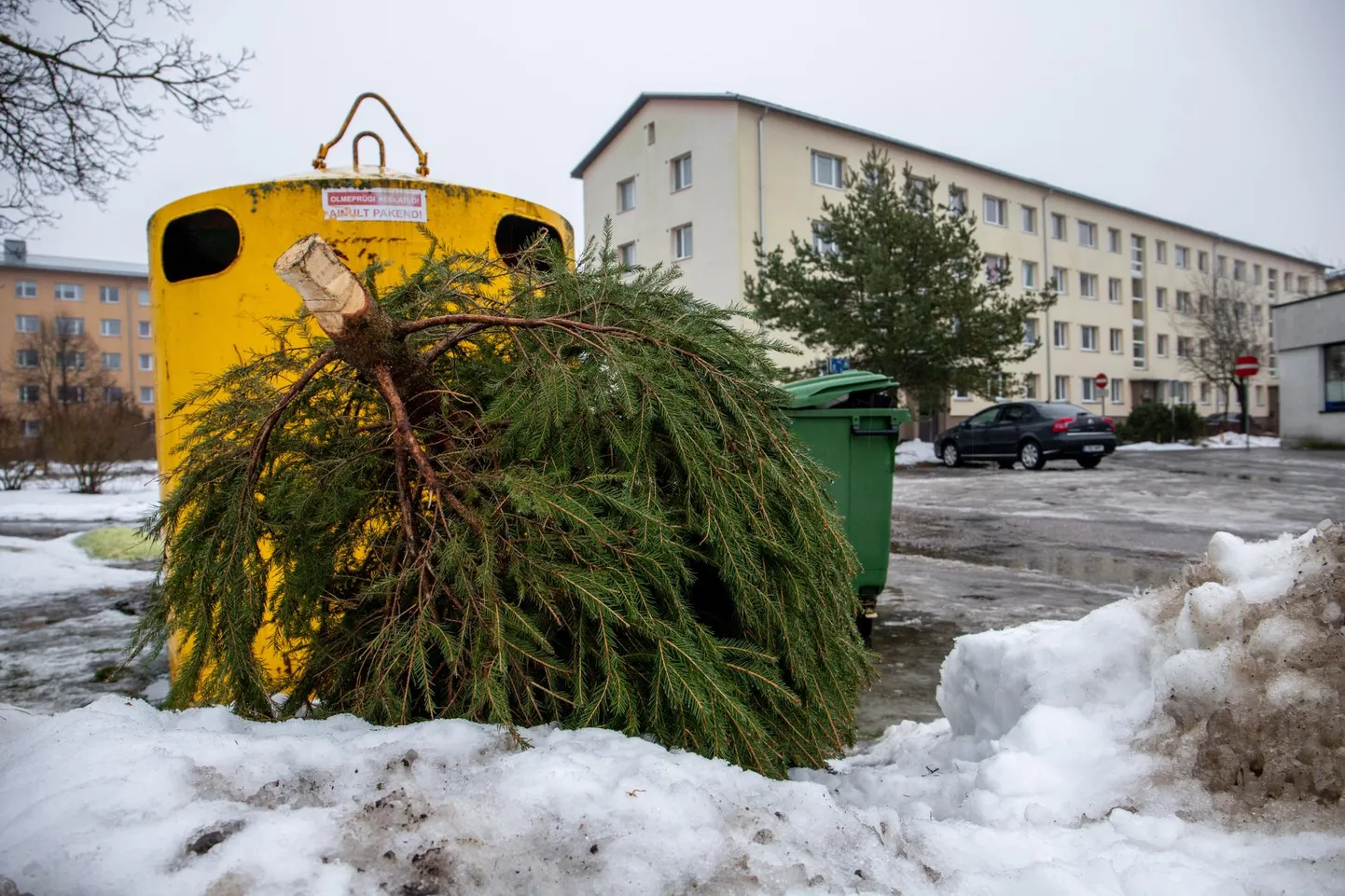 Üks jõulukuuskede kogumiskohti on Kastani ja Riia maantee&nbsp;nurgal asuva Konsumi kaupluse tagune parkla.