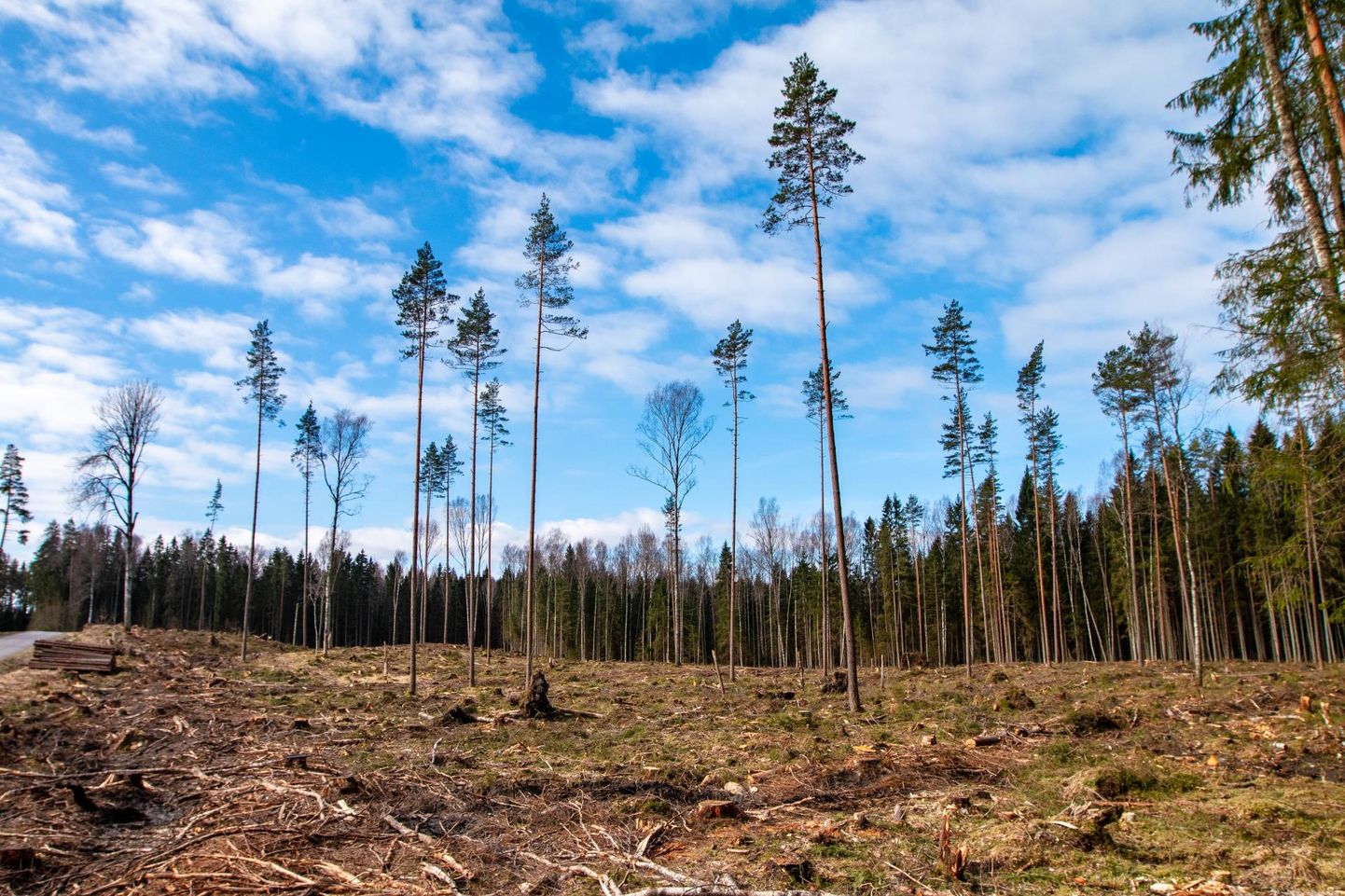 Perioodil 2001–2019 on Eestis hävinud 15 000 hektari jagu Natura 2000 võrgustikku kuuluvat metsa.