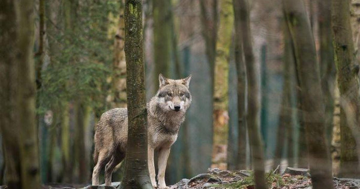 Loata hundi lasknud jahiseltsist tehti hoiatav näide