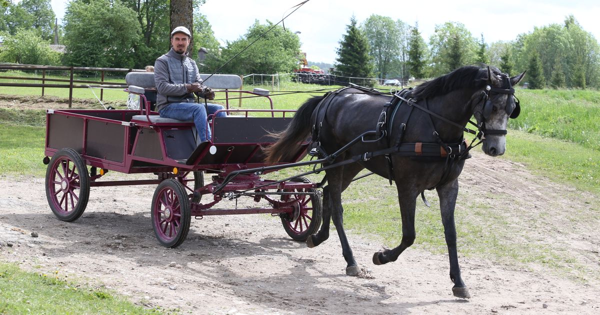 Pildid: Toris näitasid oma võimeid rakendihobused