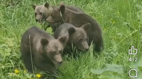 VIDEO ⟩ karupojad ekslesid külavahel ja vajasid ema leidmiseks abikäsi