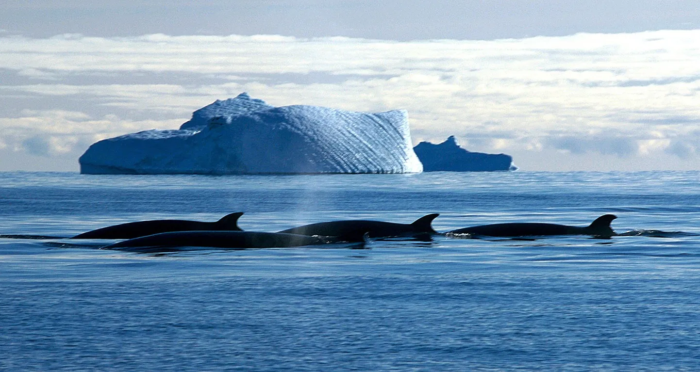 Vaalad Lõuna-Jäämeres.