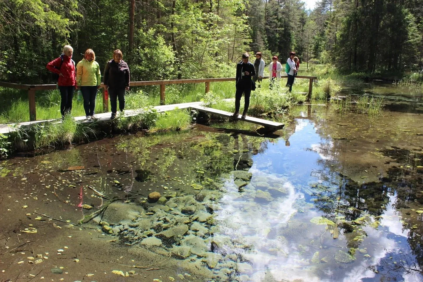 Järvamaal asuvast Oostriku allikast saab algus samanimeline jõgi.