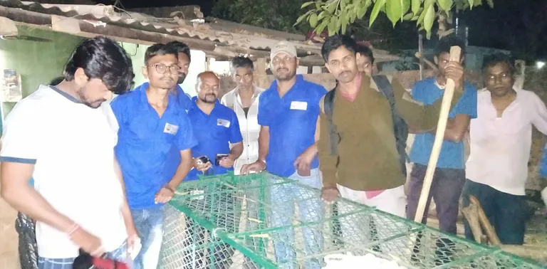 India farmer leidis oma voodi alt suure tiine krokodilli. Pildil looduskaitsjad, kes krokodilli kinni püüdsid ja ta ta tavapärasesse keskkonda tagasi viisid