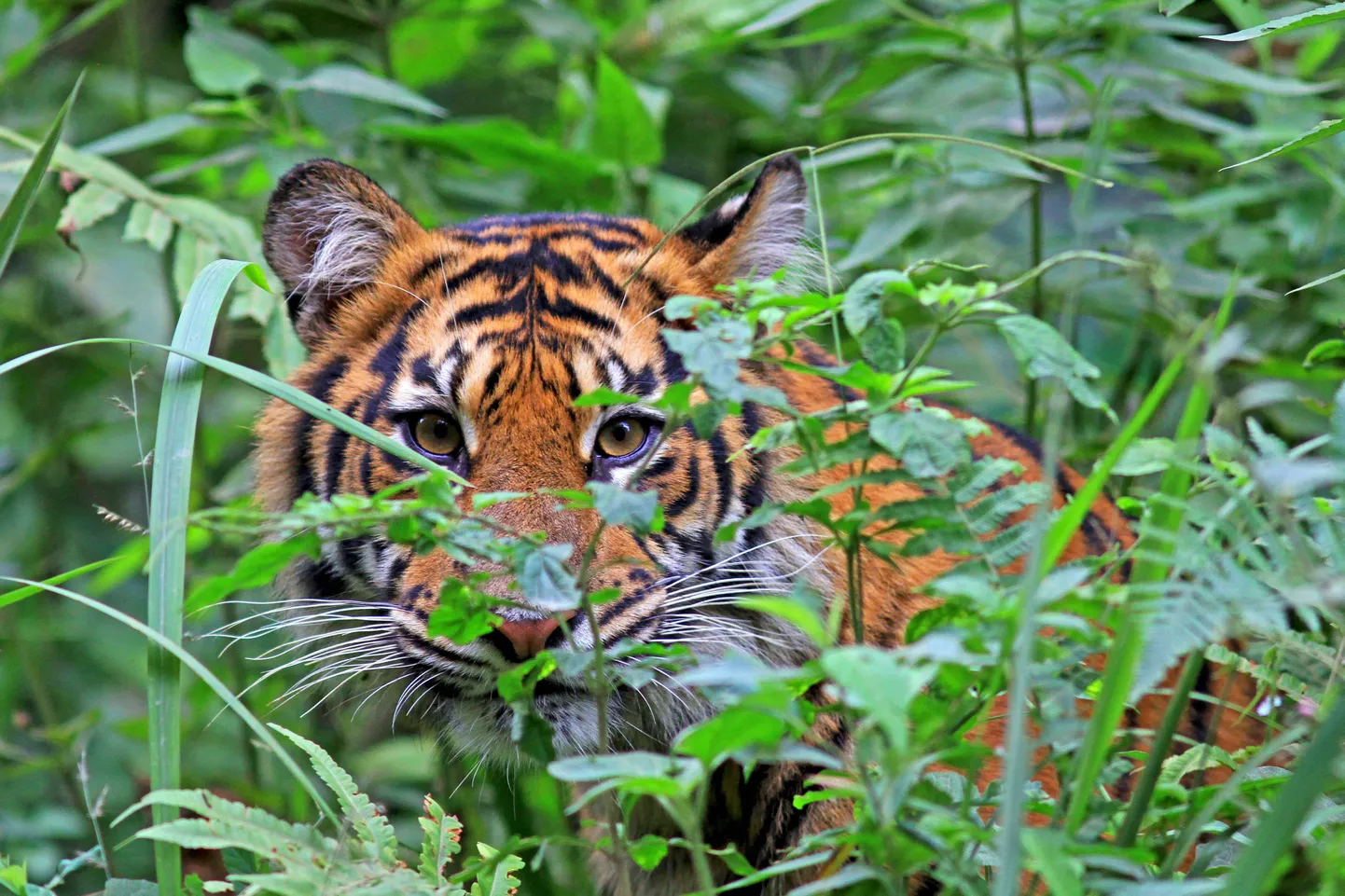 Sumatra tiiger.