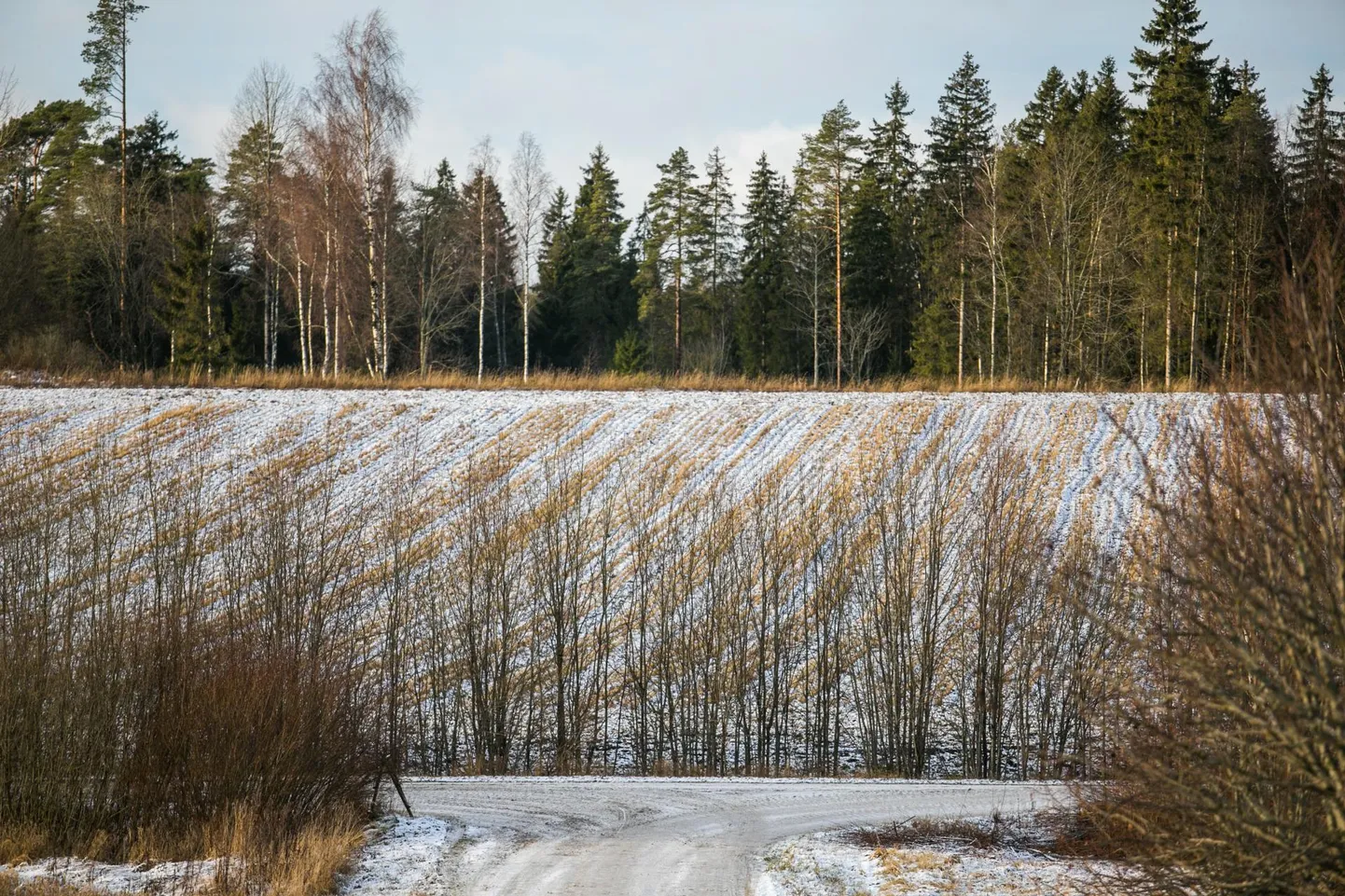 Mõningais paigus on tänavu juba esimene lumi maha tulnud.