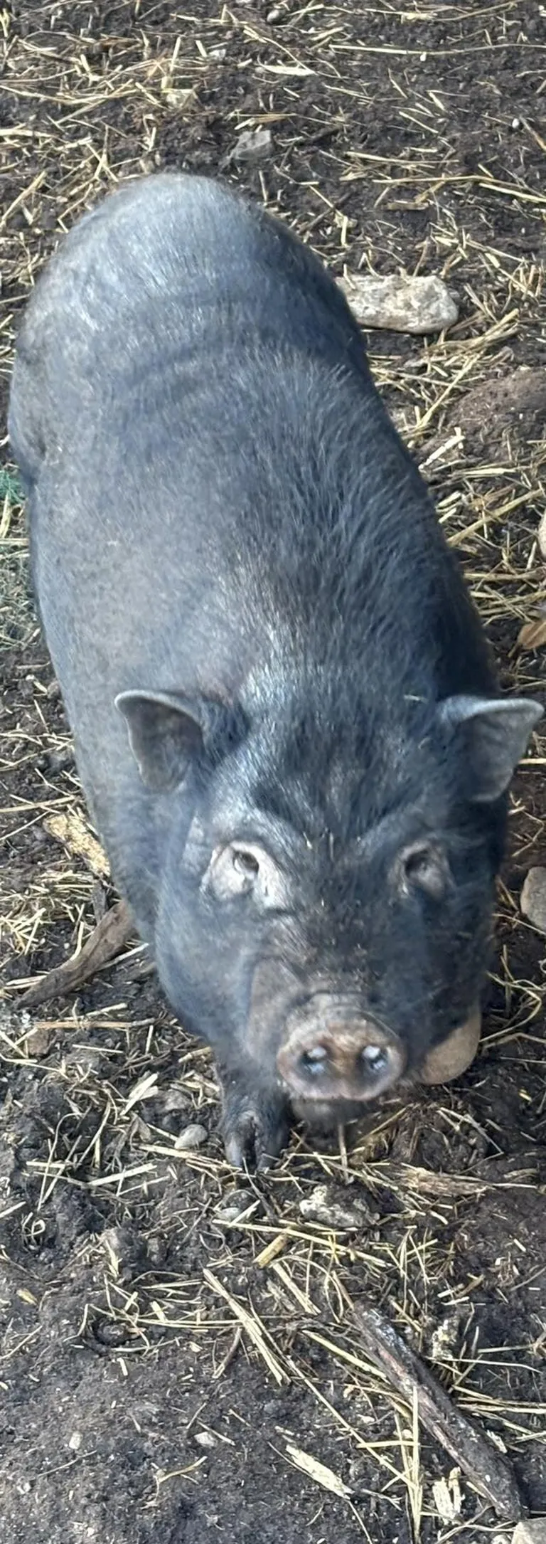 Loom on sõbralik, aga ilmselt soovib tagasi oma koju saada.