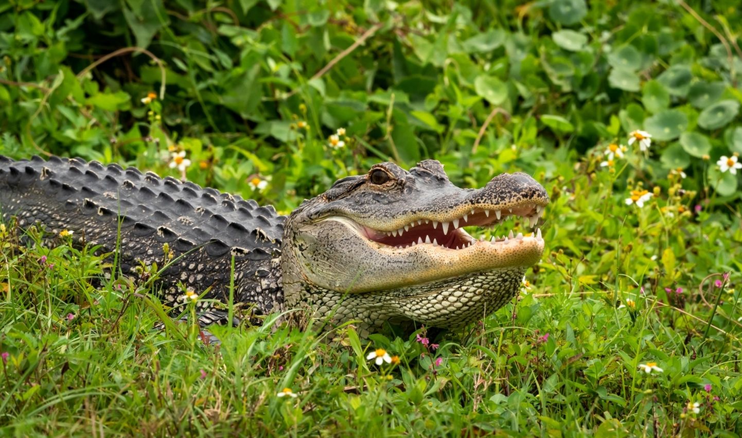 Alligaatorid pole Floridas haruldased.