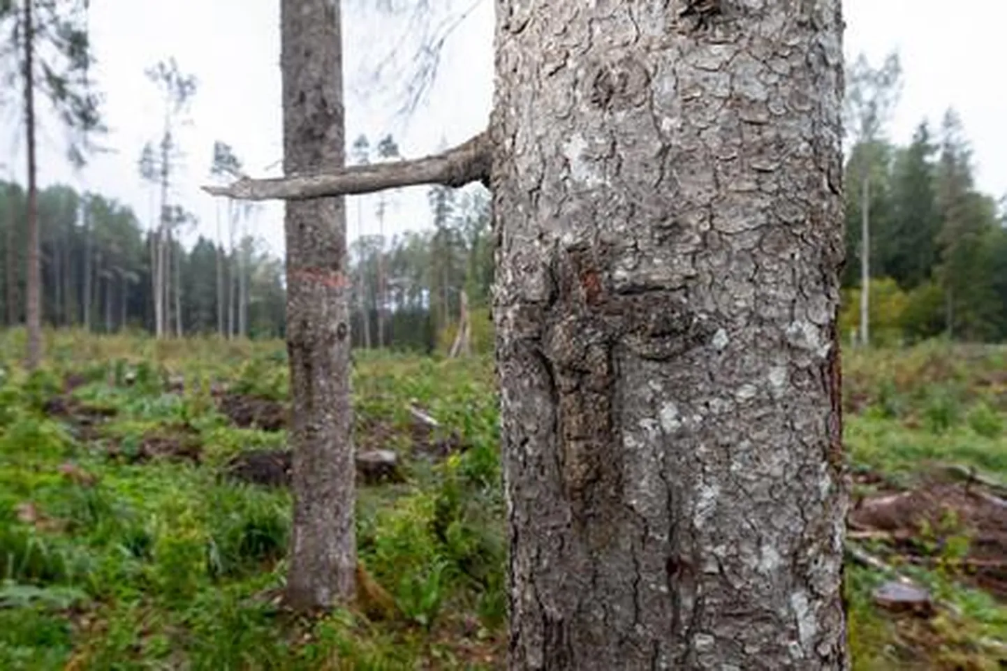 Sel aastal maha raiutud Hinovariku ristimets Kanepi lähedal.