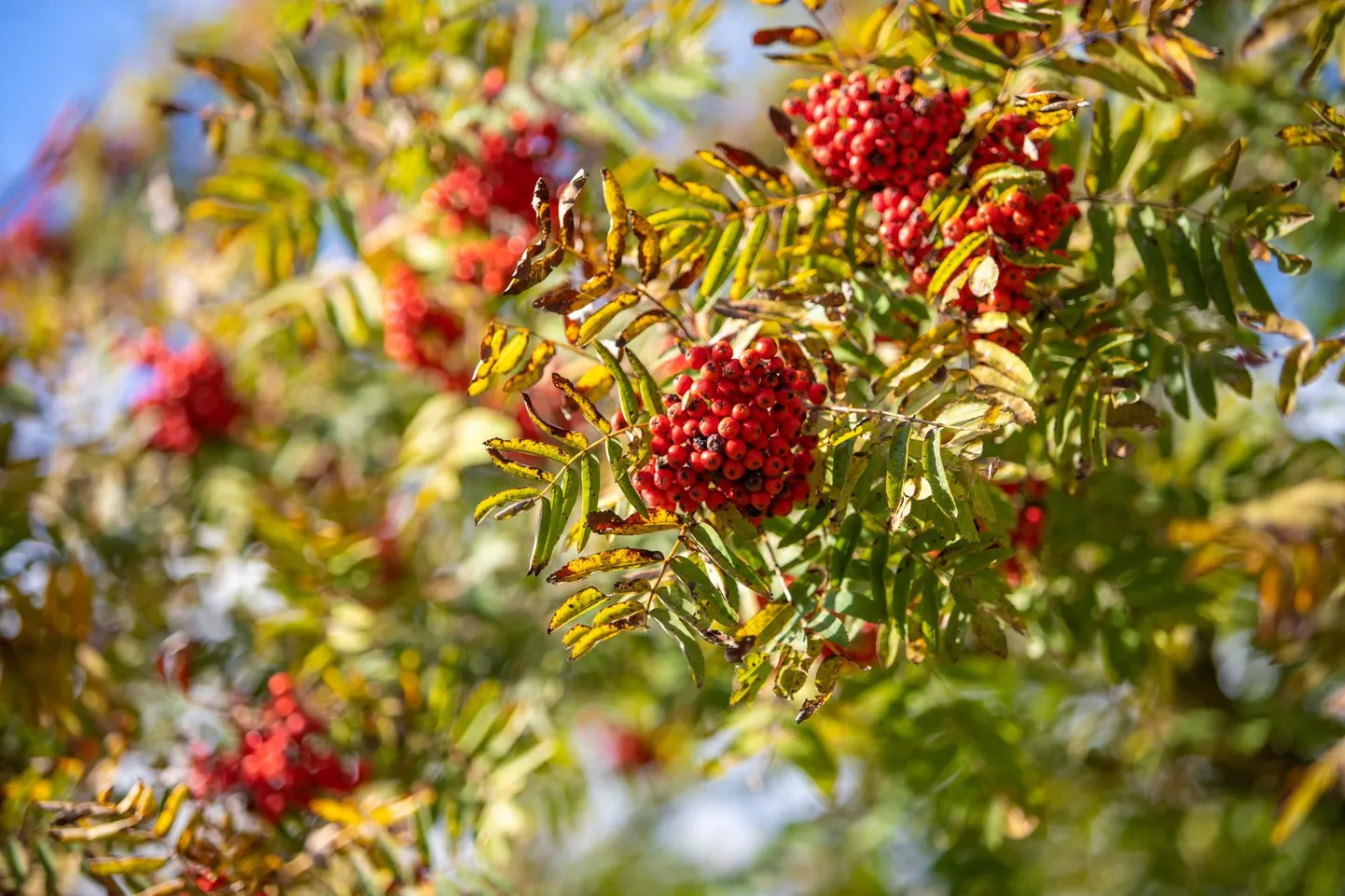 September läks küll äkitsi külmaks, ent siiani olid ilma kuivad ja kenad.